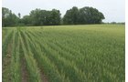 Lake County, Indiana farmland - LAND AUCTION - 147+/- ACRES OFFERED IN 3 TRACTS IN LAKE COUNTY, INDIANA